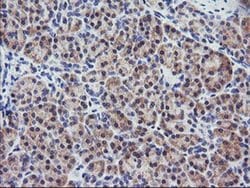 RGS16 Mouse anti-Human, Mouse, Clone: OTI4E5, liquid, TrueMAB 30 &mu;L;