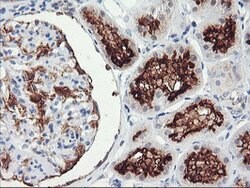 RGS16 Mouse anti-Human, Mouse, Clone: OTI4E5, lyophilized, TrueMAB 100