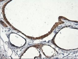 RGS16 Monoclonal Antibody (OTI4C9), TrueMAB , OriGene 30 &mu;L | Buy Online | Origene Technologies | Fisher Scientific