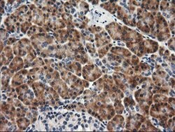 RGS16 Monoclonal Antibody (OTI4C9), TrueMAB , OriGene 30 &mu;L | Buy Online | Origene Technologies | Fisher Scientific