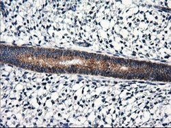 RGS16 Monoclonal Antibody (OTI4C9), TrueMAB , OriGene 30 &mu;L | Buy Online | Origene Technologies | Fisher Scientific