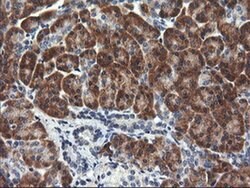 RGS16 Monoclonal Antibody (OTI4F9), TrueMAB , OriGene 30 &mu;L; Unconjugated:Antibodies,