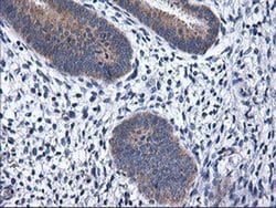 RGS16 Monoclonal Antibody (OTI4F9), TrueMAB , OriGene:Antibodies:Primary