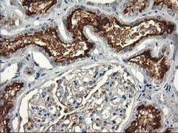 RGS16 Monoclonal Antibody (OTI4F9), TrueMAB , OriGene 30 &mu;L; Unconjugated:Antibodies,