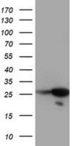 RGS16 Mouse anti-Human, Clone: OTI1H7, lyophilized, TrueMAB 100 &mu;g | Buy Online | OriGene | Fisher Scientific