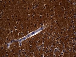 RGS17 Mouse anti-Human, Clone: OTI6G3, lyophilized, TrueMAB 100 &mu;g;
