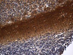 RGS17 Mouse anti-Human, Clone: OTI6G3, lyophilized, TrueMAB 100 &mu;g;