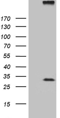 RGS17 Monoclonal Antibody (OTI9G4), TrueMAB , OriGene:Antibodies:Primary