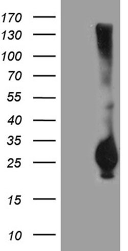 RGS17 Mouse anti-Human, Clone: OTI6G3, lyophilized, TrueMAB 100 &mu;g;