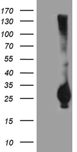 RGS17 Monoclonal Antibody (OTI6G3), TrueMAB , OriGene:Antibodies:Primary