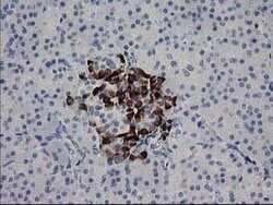RGS5 Mouse anti-Human, Clone: OTI1C1, lyophilized, TrueMAB 100 &mu;g; Unconjugated:Antibodies,
