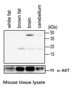 Invitrogen RHEB Polyclonal Antibody 100 &mu;g; Unconjugated:Antibodies,