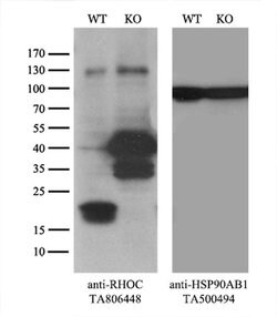 RHOC Monoclonal Antibody (OTI3A5), TrueMAB , OriGene 100 &mu;L; Unconjugated:Antibodies,