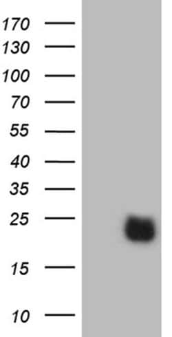 RHOH Monoclonal Antibody (OTI8C7), TrueMAB , OriGene 100 &mu;L; Unconjugated:Antibodies,