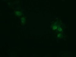 RHOJ Mouse anti-Human, Clone: OTI1D7, lyophilized, TrueMAB 100 &mu;g; Unconjugated:Antibodies,