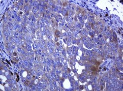 RHOJ Monoclonal Antibody (OTI1A9), TrueMAB , OriGene 100 &mu;L; Unconjugated:Antibodies,