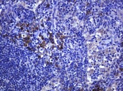 RHOJ Monoclonal Antibody (OTI1A9), TrueMAB , OriGene 100 &mu;L; Unconjugated:Antibodies,