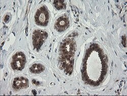 RHOJ Mouse anti-Human, Clone: OTI1D7, lyophilized, TrueMAB 100 &mu;g; Unconjugated:Antibodies,