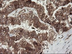 RHOJ Mouse anti-Human, Clone: OTI1D7, lyophilized, TrueMAB 100 &mu;g; Unconjugated:Antibodies,