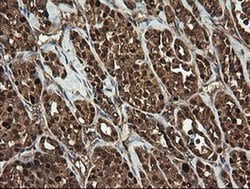 RHOJ Monoclonal Antibody (OTI1D7), TrueMAB , OriGene 30 &mu;L; Unconjugated:Antibodies,