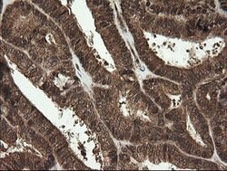 RHOJ Mouse anti-Human, Clone: OTI1D7, lyophilized, TrueMAB 100 &mu;g; Unconjugated:Antibodies,