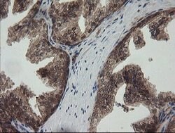 RHOJ Mouse anti-Human, Clone: OTI1D7, lyophilized, TrueMAB 100 &mu;g; Unconjugated:Antibodies,
