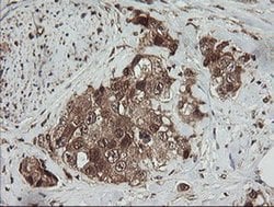 RHOJ Monoclonal Antibody (OTI1D7), TrueMAB , OriGene 30 &mu;L; Unconjugated:Antibodies,