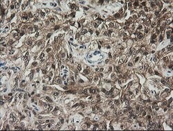 RHOJ Mouse anti-Human, Clone: OTI1D7, lyophilized, TrueMAB 100 &mu;g; Unconjugated:Antibodies,