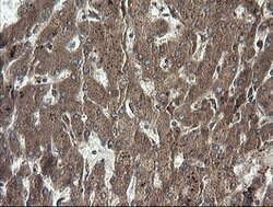 RHOJ Mouse anti-Human, Clone: OTI1D7, lyophilized, TrueMAB 100 &mu;g; Unconjugated:Antibodies,