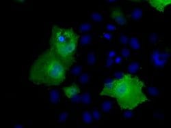 RIC8A Mouse anti-Human, Clone: OTI3G3, lyophilized, TrueMAB 100 &mu;g;