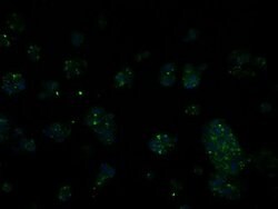 RIC8A Mouse anti-Human, Clone: OTI3G3, lyophilized, TrueMAB 100 &mu;g;