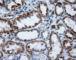 RIC8A Mouse anti-Human, Clone: OTI3G3, lyophilized, TrueMAB 100 &mu;g;