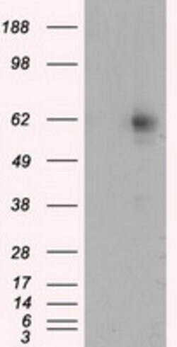 RIC8A Mouse anti-Human, Clone: OTI3G3, lyophilized, TrueMAB 100 &mu;g;
