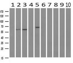 RIC8A Mouse anti-Human, Clone: OTI3G3, lyophilized, TrueMAB 100 &mu;g;