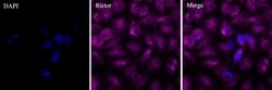 Invitrogen RICTOR Monoclonal Antibody (7B3) 100 &mu;L; Unconjugated:Antibodies,