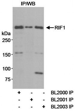 RIF1 Rabbit anti-Human, Polyclonal, Bethyl Laboratories 100 &mu;L; Unconjugated:Antibodies,