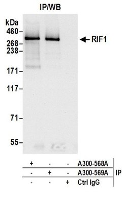 RIF1 Rabbit anti-Human, Polyclonal, Bethyl Laboratories 100 &mu;L; Unconjugated:Antibodies,