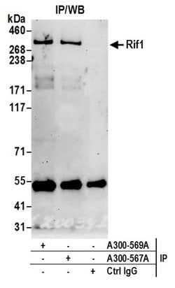 RIF1 Rabbit anti-Human, Polyclonal, Bethyl Laboratories 100 &mu;l; Unlabeled:Antibodies,