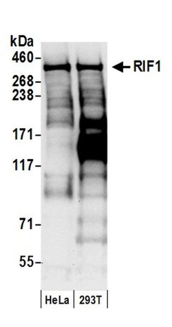 RIF1 Rabbit anti-Human, Polyclonal, Bethyl Laboratories 100 &mu;L; Unconjugated:Antibodies,