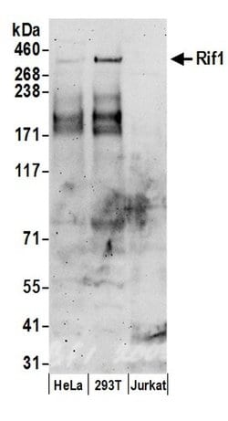 RIF1 Polyclonal Antibody, Bethyl Laboratories 20 &mu;L; Unconjugated:Antibodies,