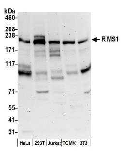 RIMS1/RIM1 Rabbit anti-Human, Mouse, Polyclonal, Bethyl Laboratories 100