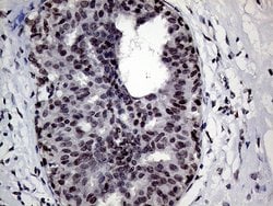 RING1 Mouse anti-Human, Clone: OTI2D11, lyophilized, TrueMAB 100 &mu;g;