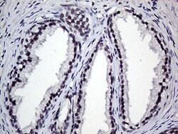RING1 Mouse anti-Human, Clone: OTI2D11, lyophilized, TrueMAB 100 &mu;g;