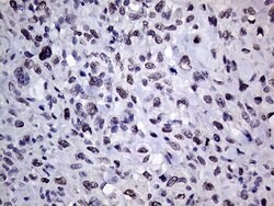 RING1 Mouse anti-Human, Clone: OTI2D11, lyophilized, TrueMAB 100 &mu;g;