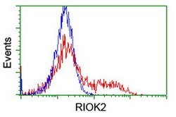 RIOK2 Mouse anti-Human, Clone: OTI5D11, lyophilized, TrueMAB 100 &mu;g | Buy Online | Origene Technologies | Fisher Scientific