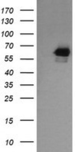 RIOK2 Mouse anti-Human, Mouse, Clone: OTI3E11, lyophilized, TrueMAB 100