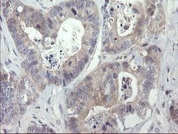 RIPK1 Mouse anti-Human, Clone: OTI2D6, liquid, TrueMAB 100 &mu;L; Unconjugated:Antibodies,