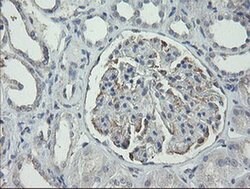 RIPK1 Mouse anti-Human, Clone: OTI2D6, liquid, TrueMAB 100 &mu;L; Unconjugated:Antibodies,