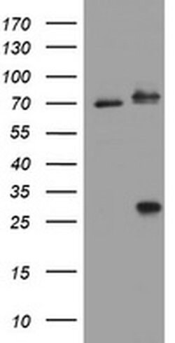 RIPK1 Mouse anti-Canine, Human, Clone: OTI2G3, liquid, TrueMAB 100 &mu;L;