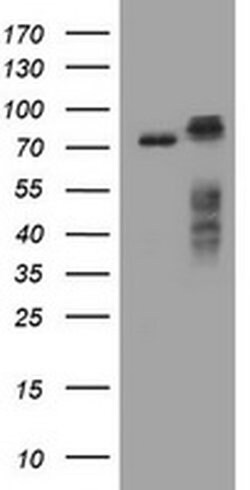 RIPK1 Monoclonal Antibody (OTI2A8), TrueMAB , OriGene:Antibodies:Primary